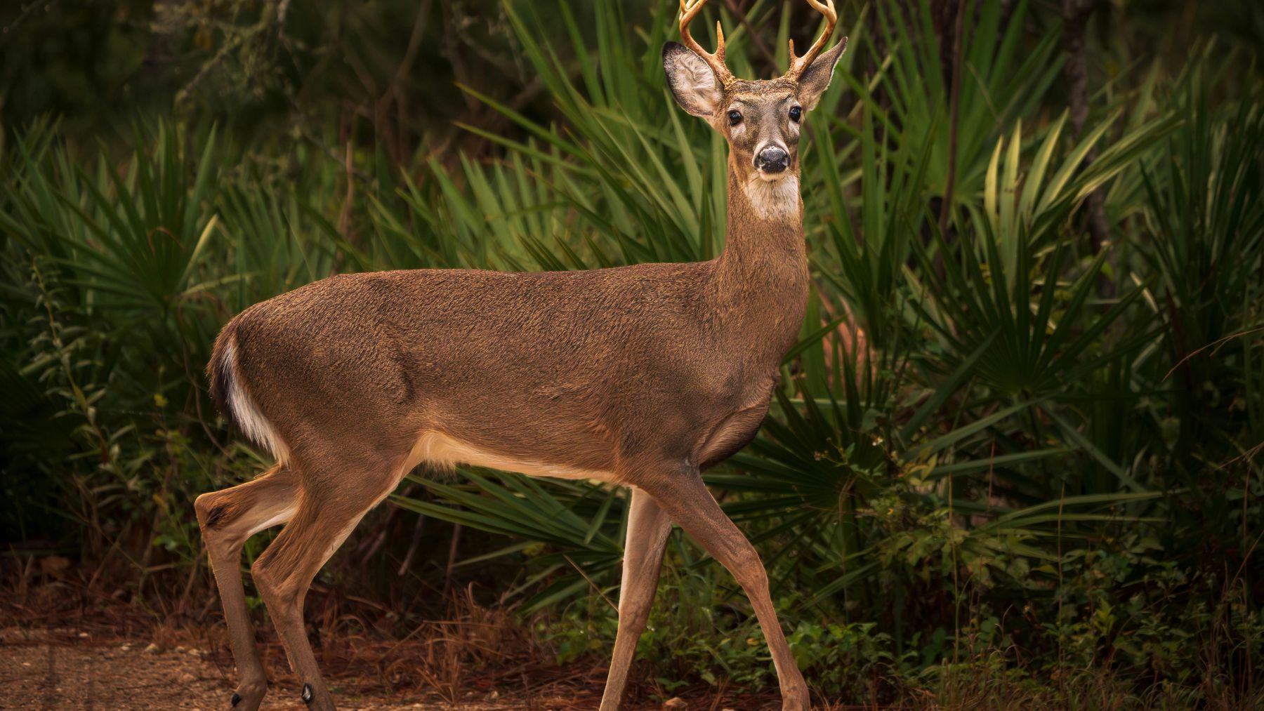 Ciervo mulo en la isla de Santa Catalina, donde California ha aprobado un plan de restauración ambiental.