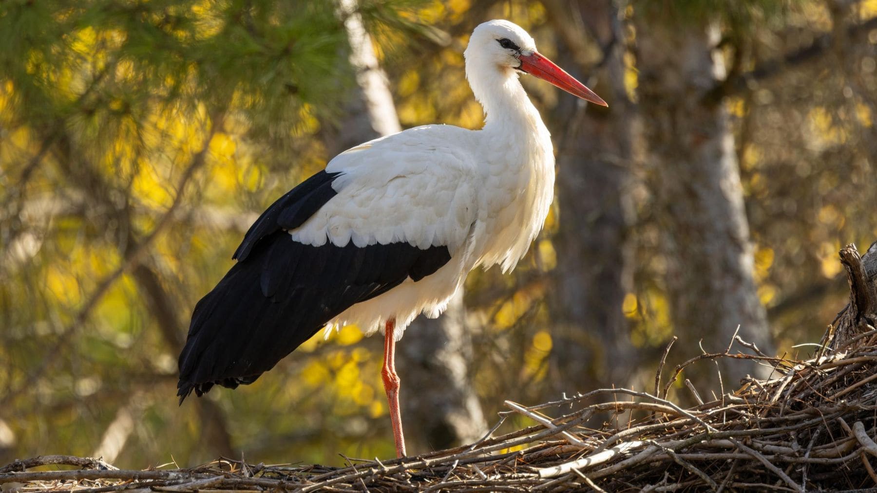 Cigüeña blanca posada en su nido, especie que volverá a Londres tras 600 años dentro de un proyecto de rewilding urbano.