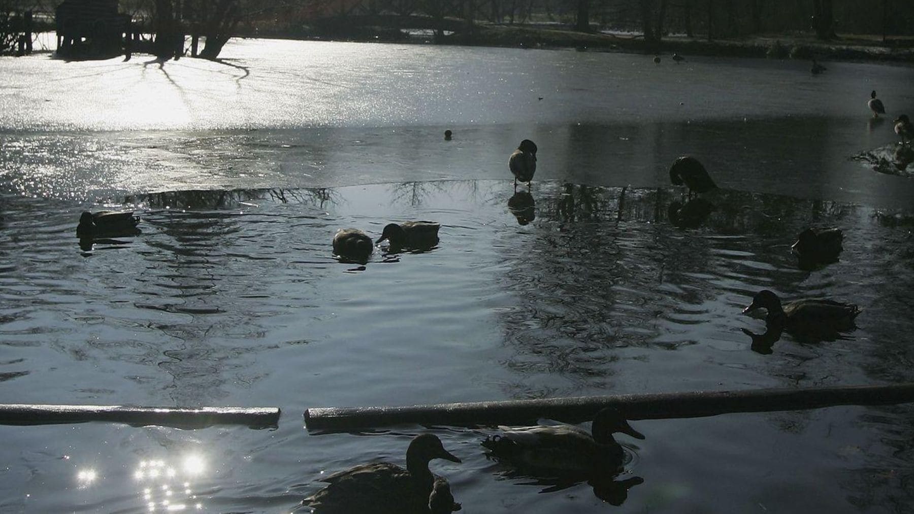 Patos y aves acuáticas sobre un lago helado en Berlín durante un brote de gripe aviar H5N1.