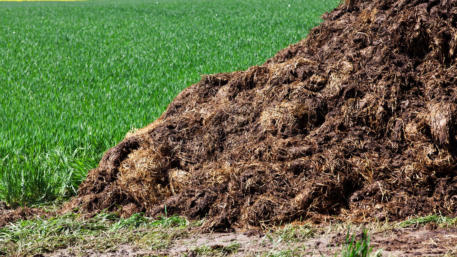 Montón de estiércol en campo agrícola utilizado como fertilizante orgánico para aumentar el carbono del suelo.
