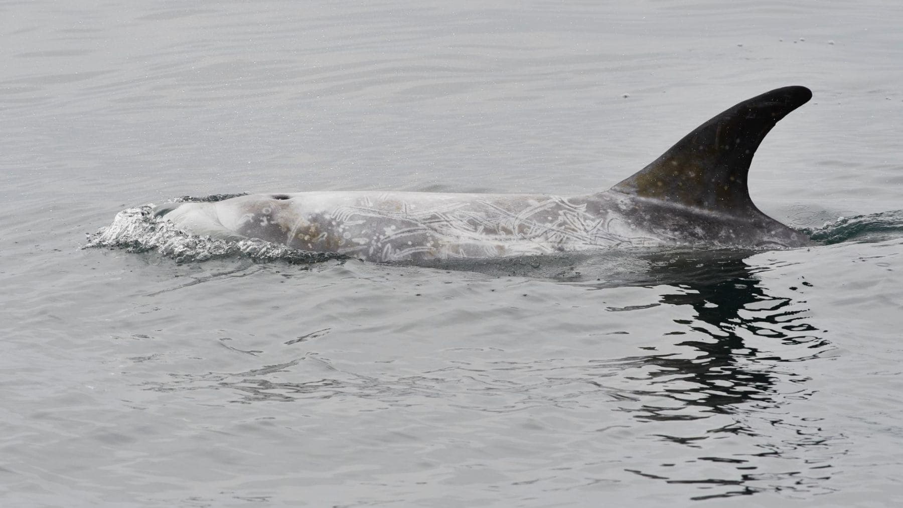 Delfín de Risso adulto casi blanco con cicatrices visibles en el cuerpo nadando en mar abierto.
