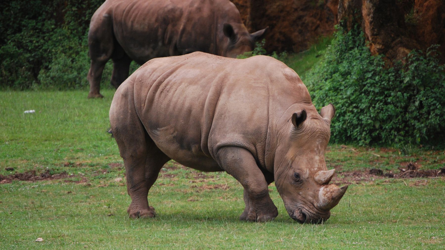 Rinoceronte blanco en reserva africana, especie afectada por la caza furtiva en el Parque Kruger.