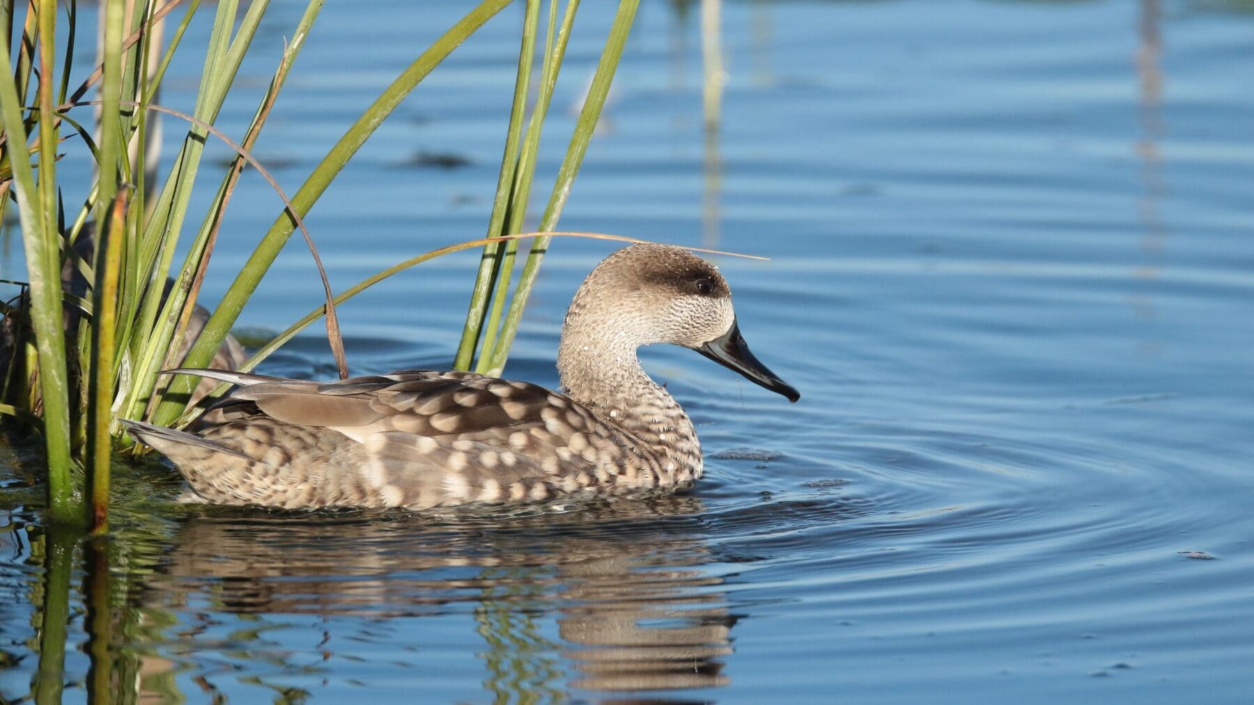 Recuperación histórica de la cerceta pardilla con nuevas crías en humedales españoles