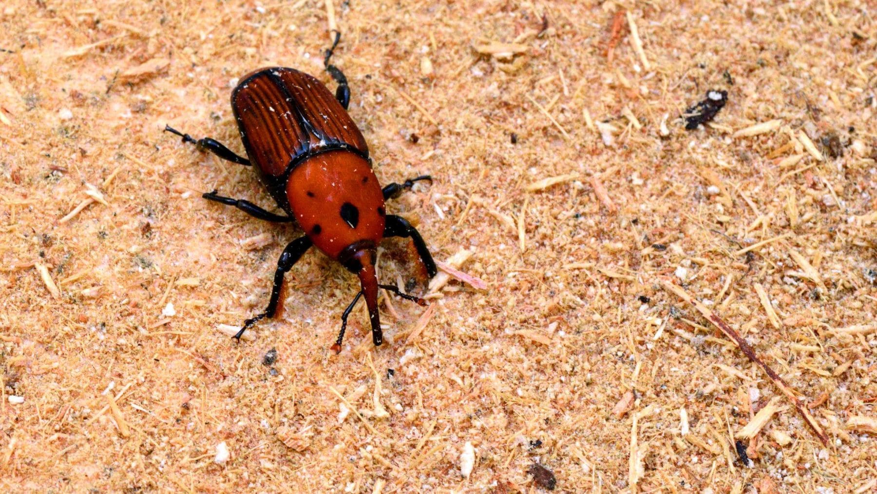 Picudo rojo de las palmeras, insecto que motivó la declaración de emergencia fitosanitaria por parte del Senasa.