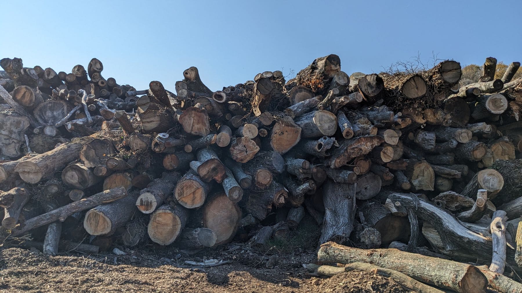 Residuos de madera apilados en bosque gestionado para captura pasiva de CO2 según estudio de Cornell.