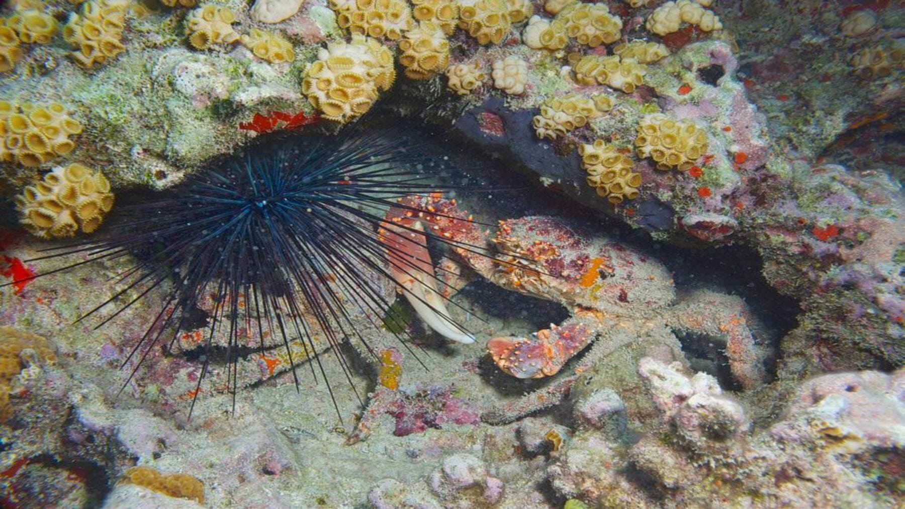 Desarrollan una fórmula para salvar crías de erizo clave para los arrecifes del Caribe y proteger corales