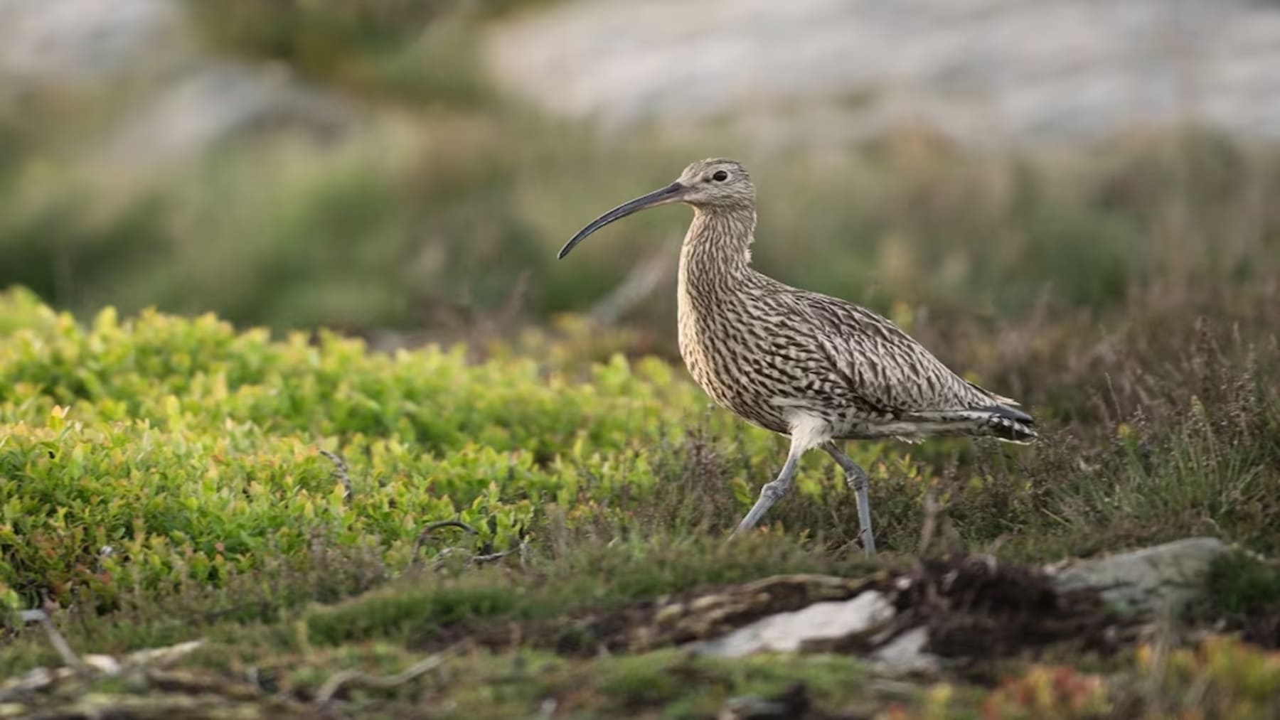 Especies extintas en 2025 según la Lista Roja UICN