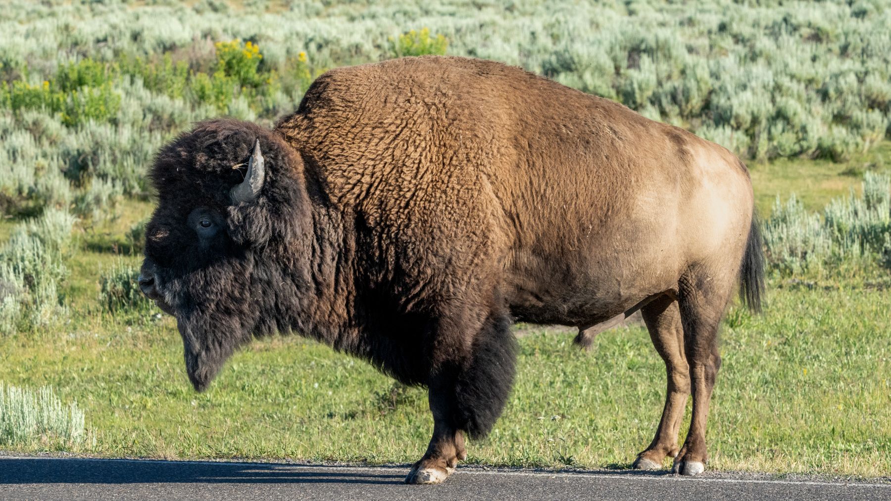 Bisonte pastando en pradera del Parque Nacional de Yellowstone.