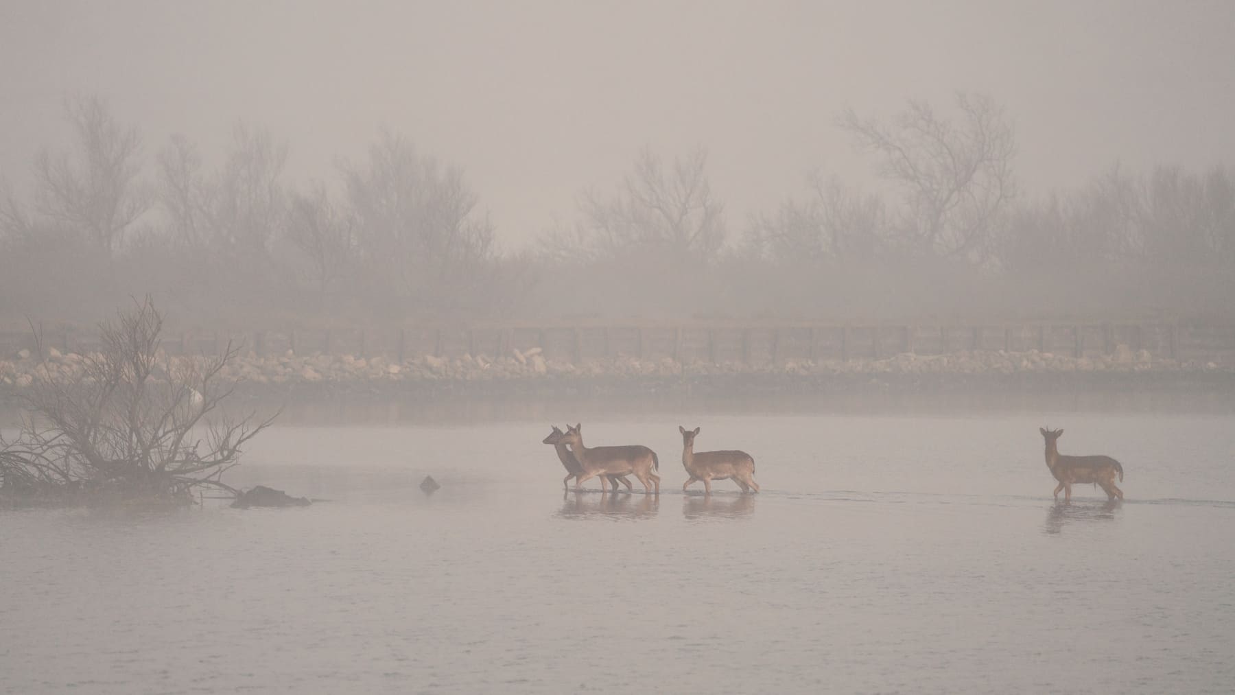 Cómo afectan las borrascas a la fauna silvestre