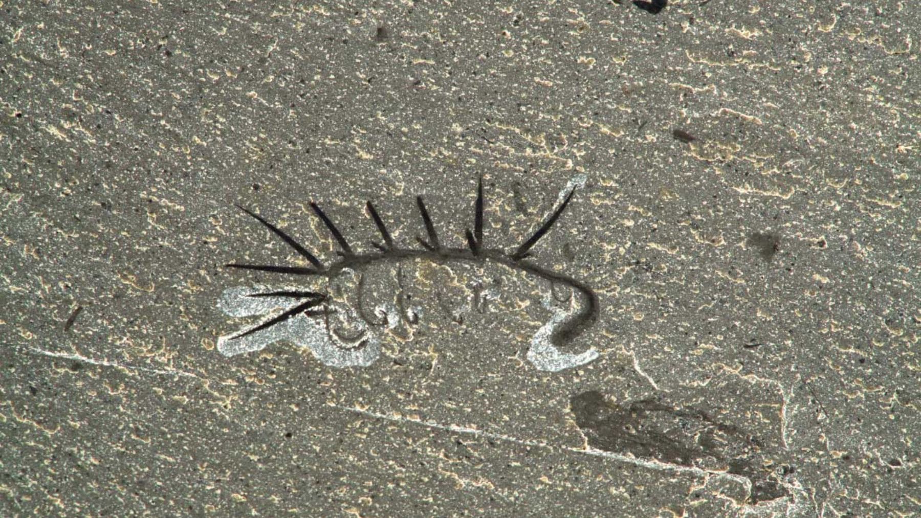 Fósil de Hallucigenia del Cámbrico con espinas dorsales preservadas en el Burgess Shale.