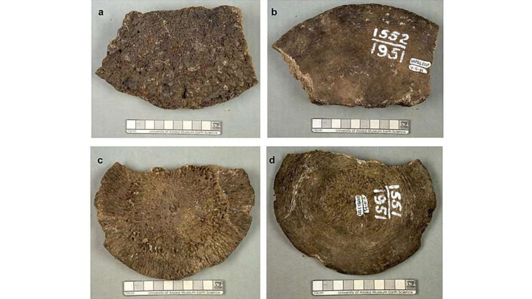 Fósiles atribuidos durante décadas a un mamut que el análisis científico identificó como huesos de ballena en Alaska.
