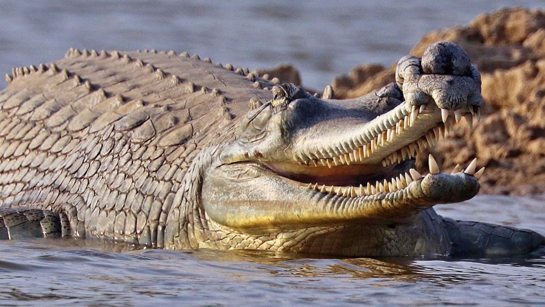 Gavial del Ganges macho adulto con hocico largo nadando en un río del norte de India.