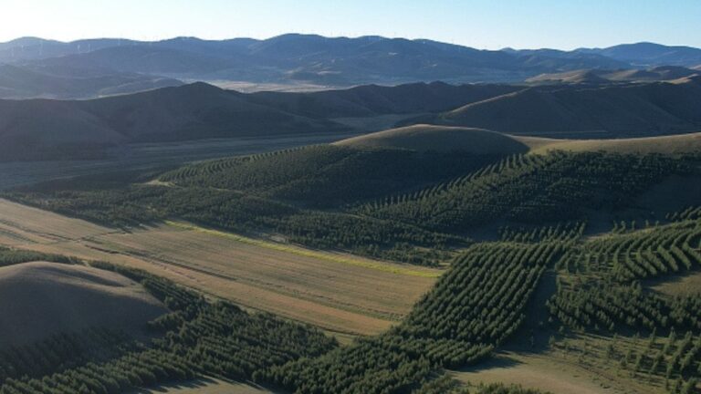 Reforestación masiva en el norte de China para frenar el desierto del Gobi dentro del proyecto de la Gran Muralla Verde.