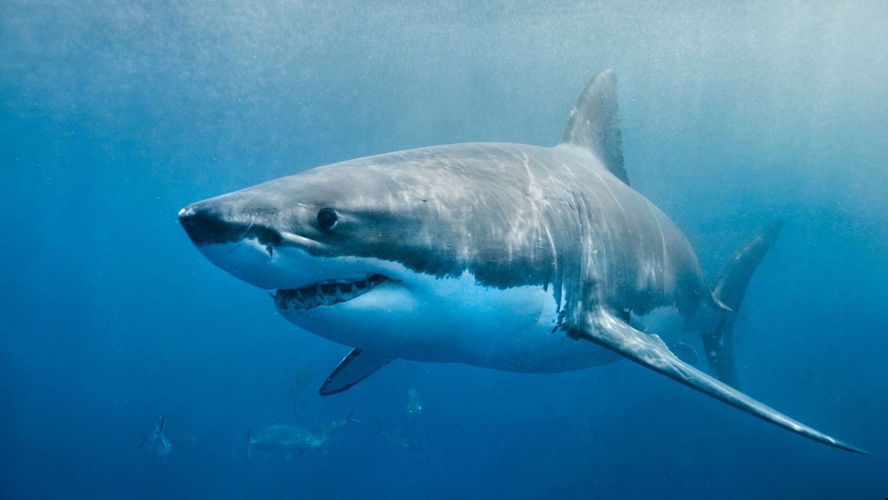 Gran tiburón blanco nadando en aguas abiertas del Mediterráneo tras su captura cerca de Alicante.