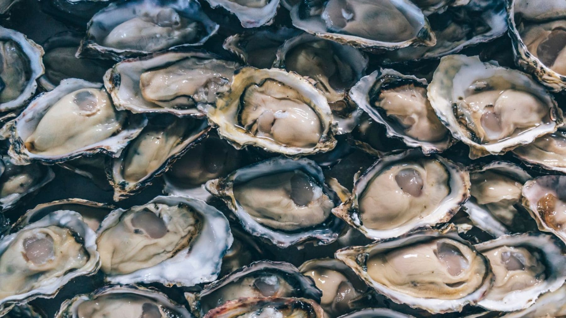 Ostras del Pacífico utilizadas en granjas de Irlanda que actúan como depuradoras naturales.