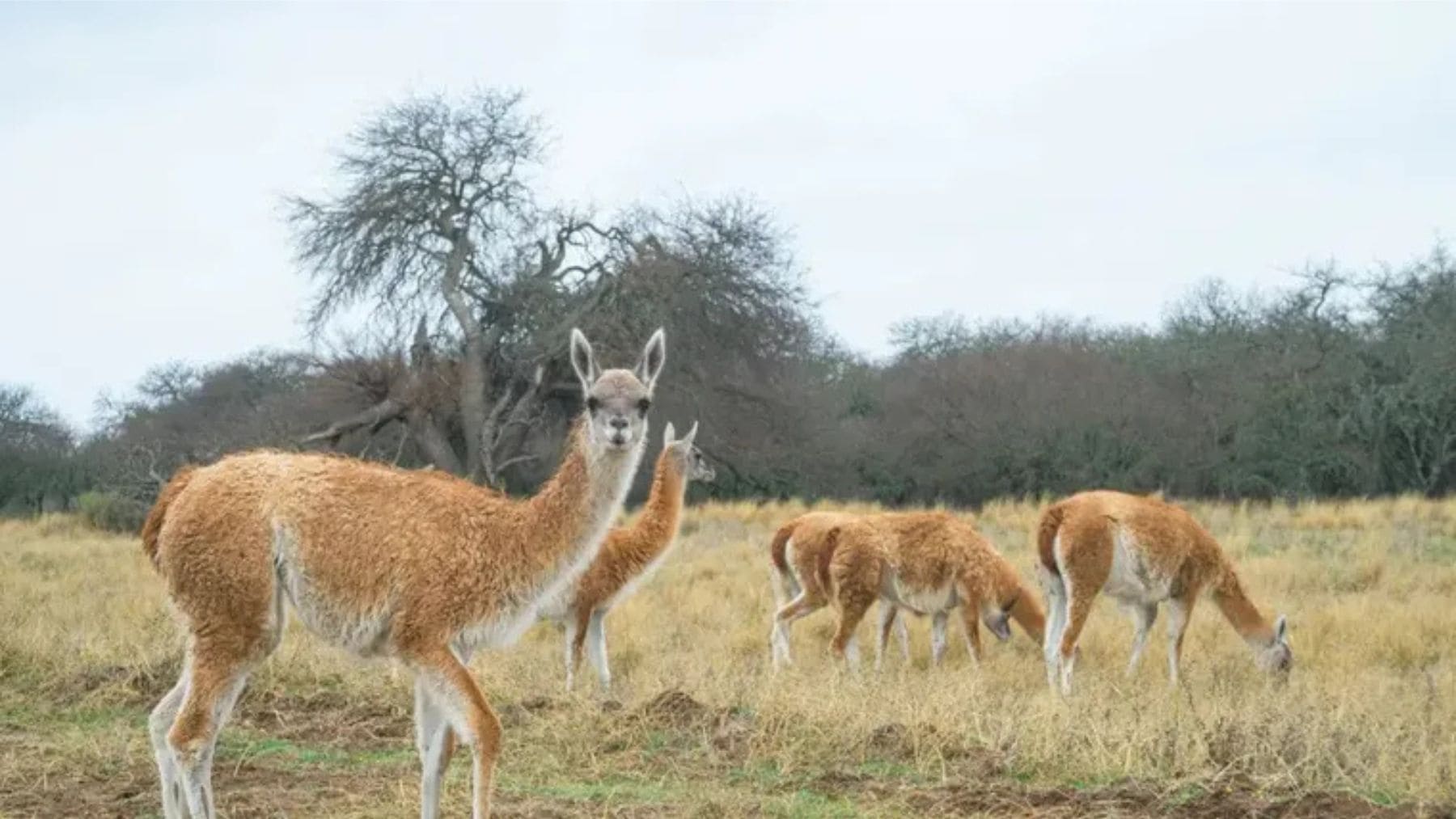 Grupo de guanacos reintroducidos en el Parque Nacional El Impenetrable en el Chaco Seco.