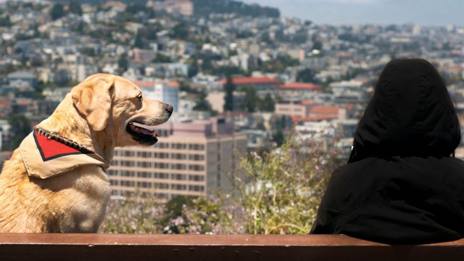 Persona sentada junto a su perro observando la ciudad, una escena asociada al vínculo emocional entre humanos y mascotas