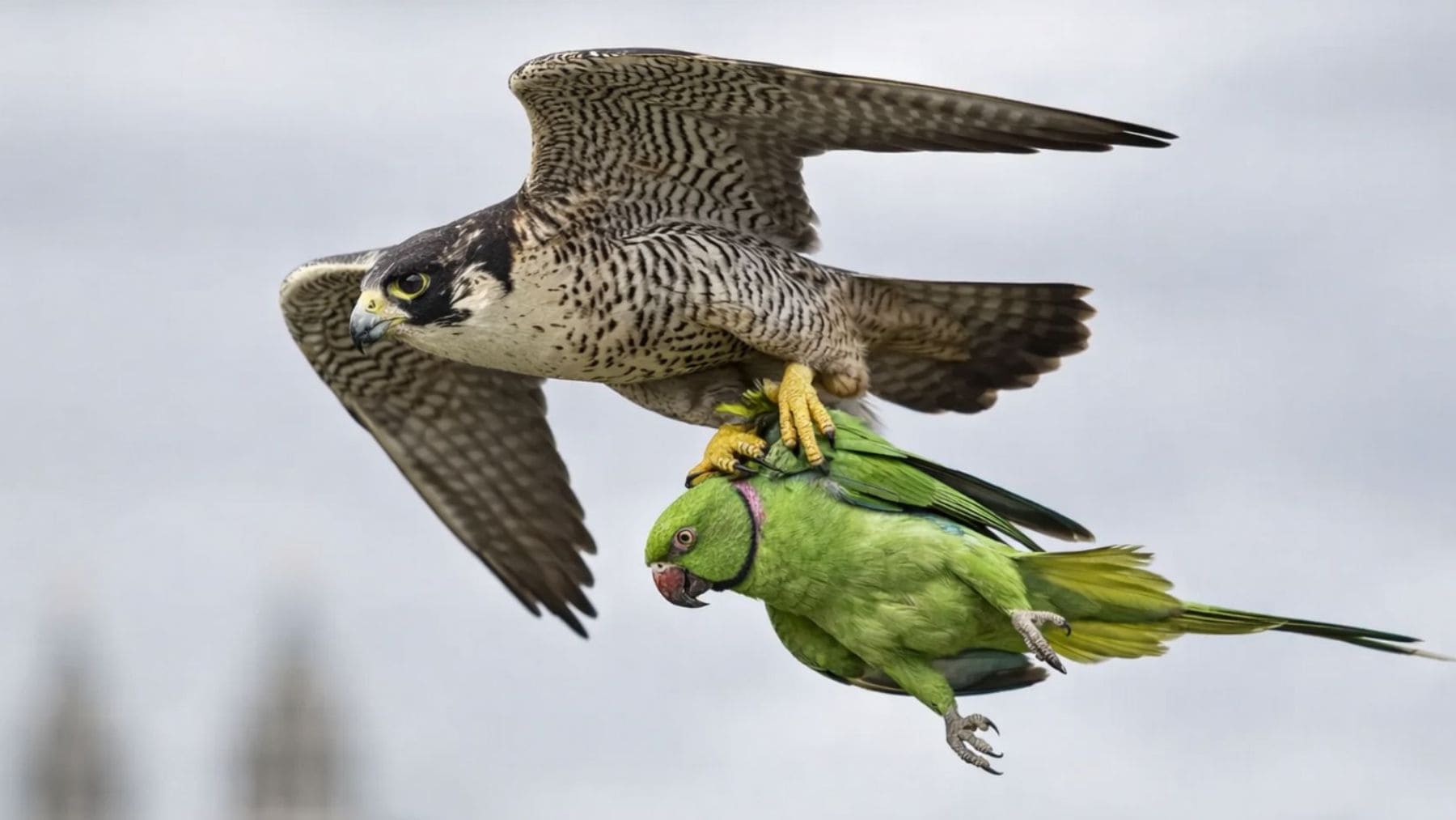 Halcón peregrino cazando una cotorra verde en plena ciudad.