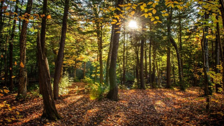 Bosque dominado por pinos y especies invasoras en proceso de homogeneización