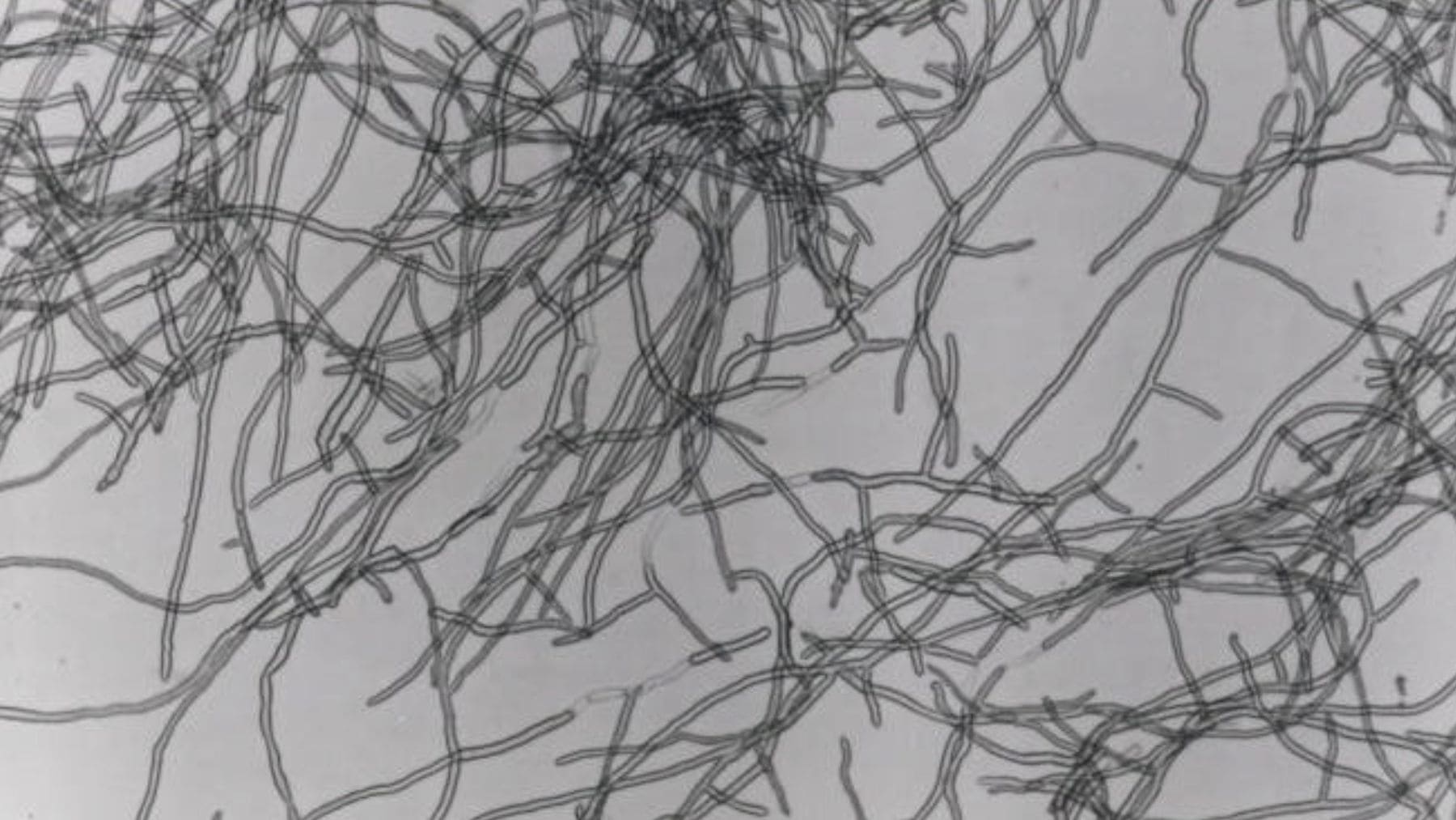 Micelio del hongo Fusarium venenatum aprobado en China para producir micoproteína por fermentación.