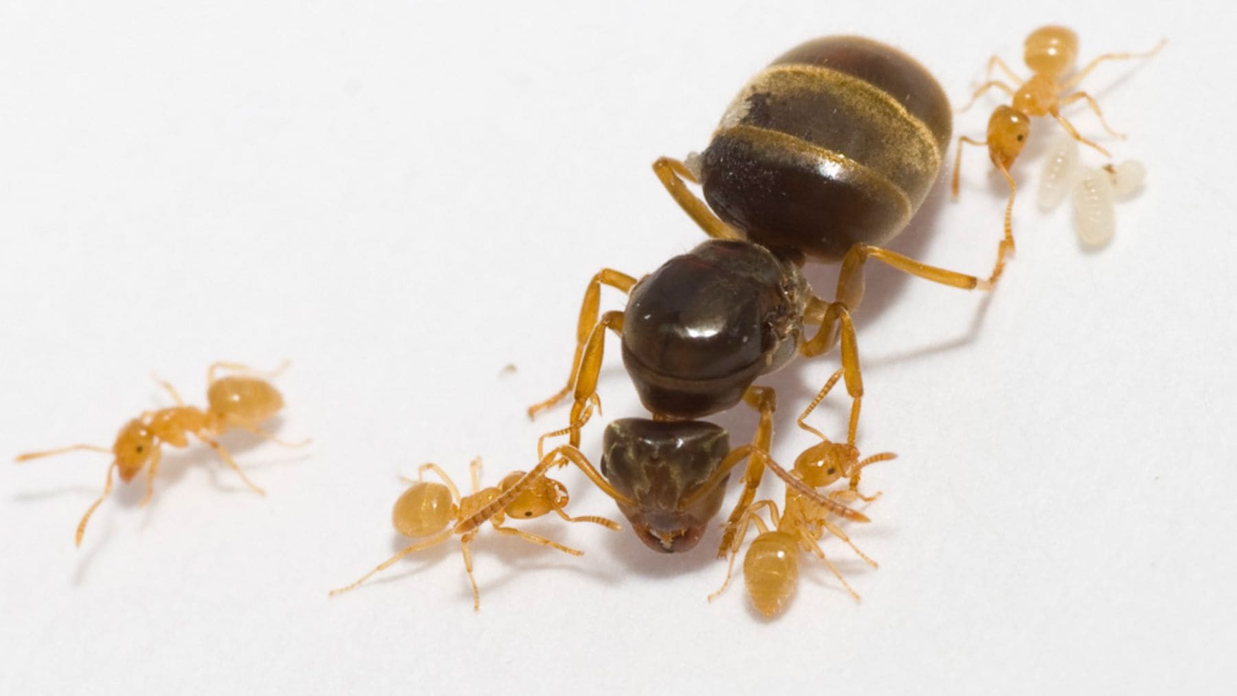 Primer plano de una hormiga del género Lasius, protagonista de un caso de parasitismo social descrito en Current Biology.