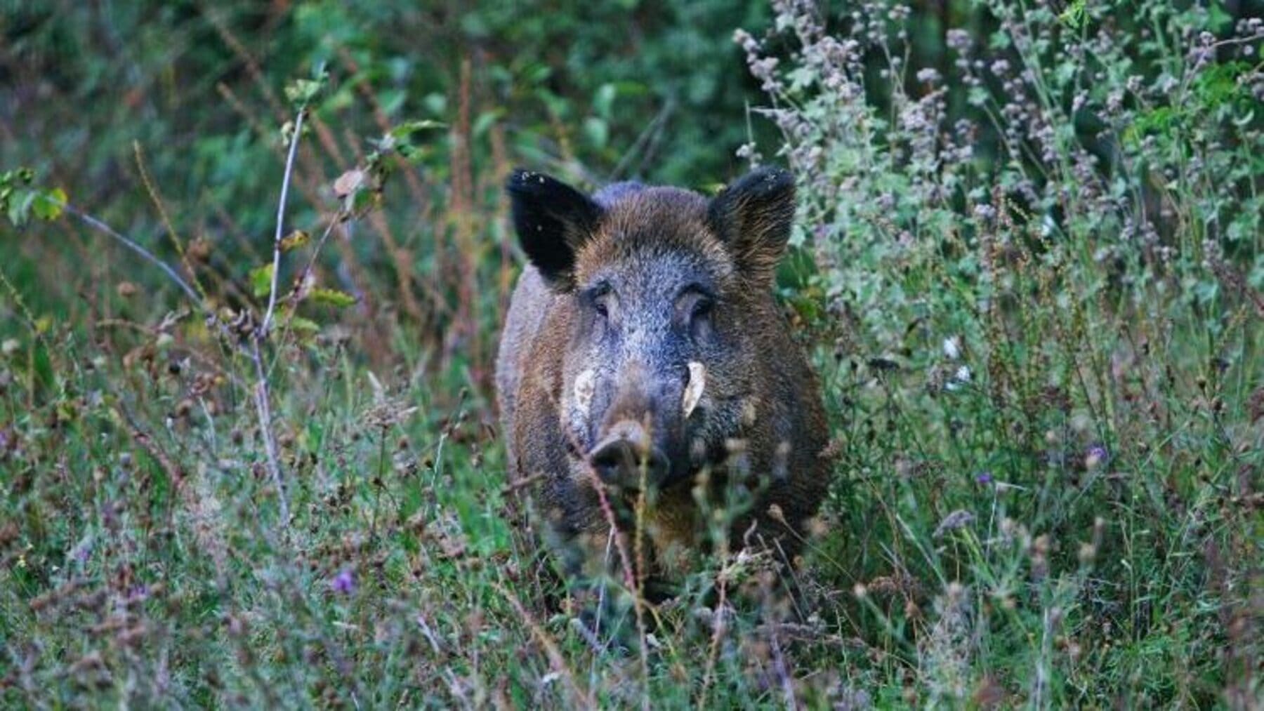 Peste porcina africana se expande en Cataluña tras detectarse nuevos casos en jabalíes