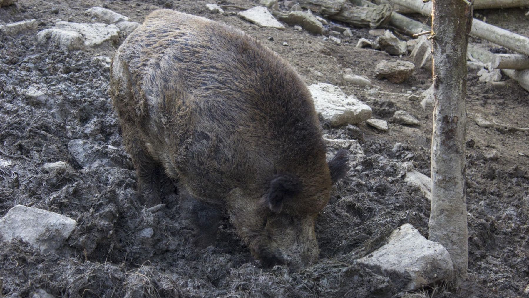 Jabalí hozando el suelo de un bosque y removiendo la tierra en un espacio natural protegido.