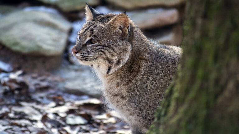 Reintroducción del lince ibérico en Aragón con nuevos ejemplares en el río Huerva