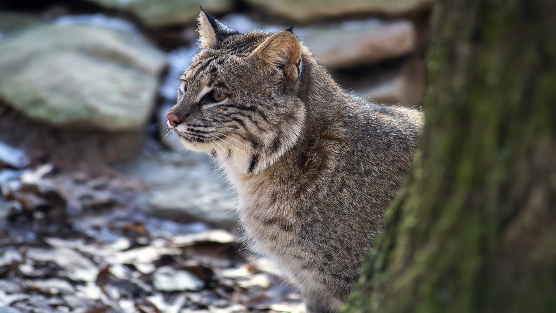 Reintroducción del lince ibérico en Aragón con nuevos ejemplares en el río Huerva