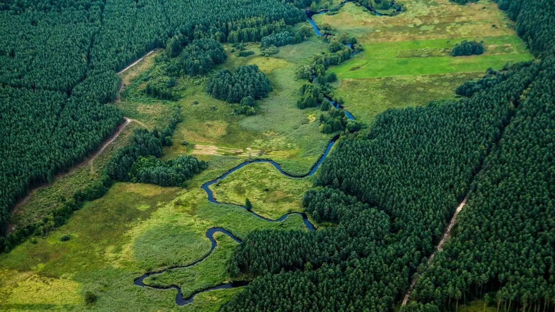 El centro de masa de la vegetación mundial se desplaza hacia el noreste según estudio científico