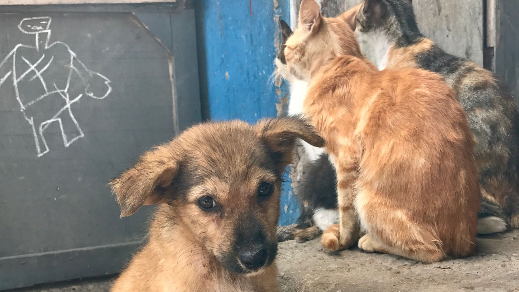Cachorro y gatos sin supervisión en entorno urbano, ejemplo del impacto de mascotas abandonadas en la fauna.