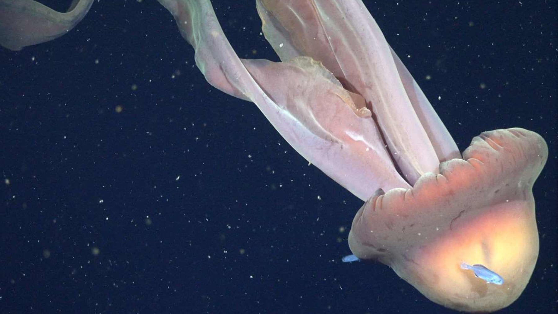 Medusa fantasma gigante Stygiomedusa gigantea filmada a 250 metros de profundidad en el Atlántico argentino.