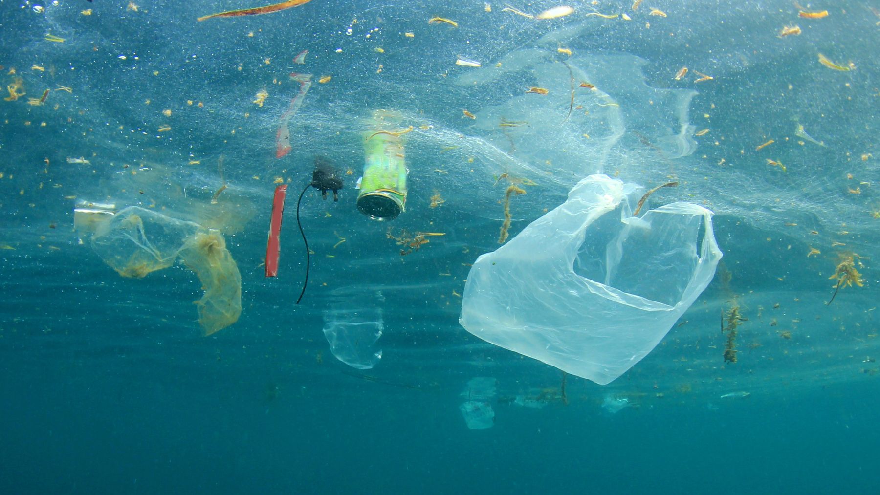Plásticos y microplásticos flotando en el agua, asociados a floraciones de algas tóxicas según estudio de la Universidad de California.