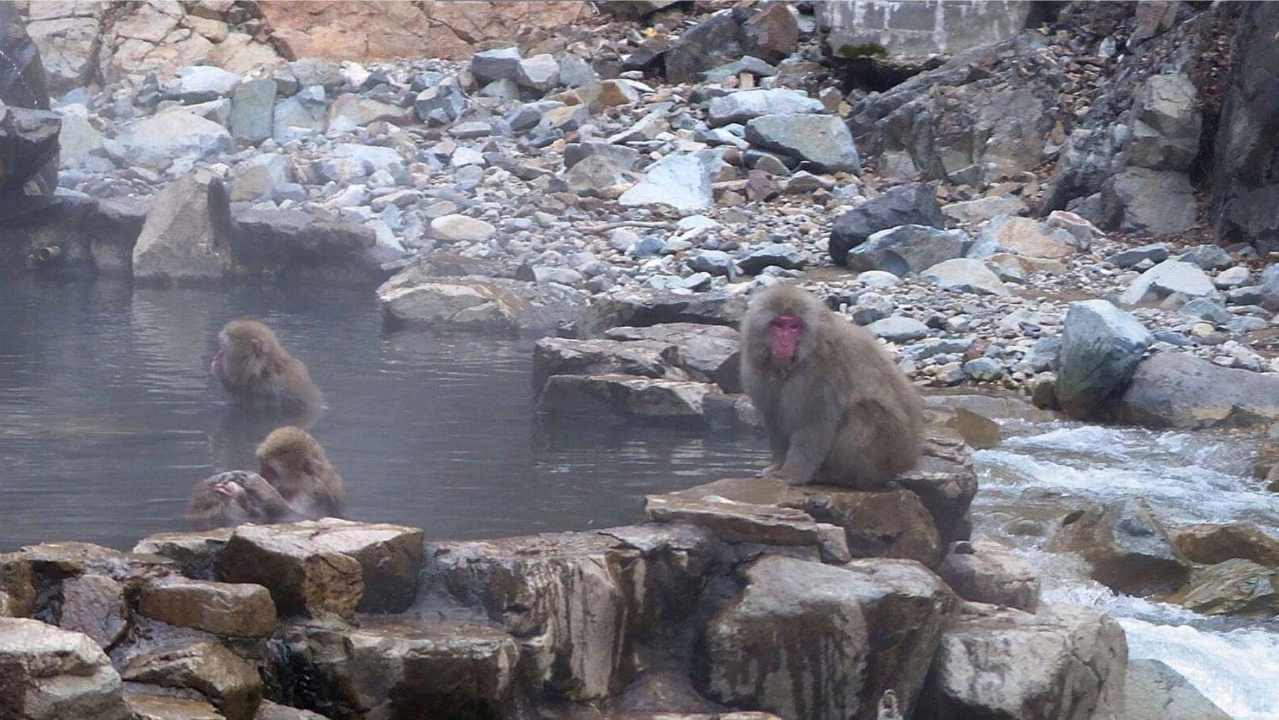 Macacos japoneses bañándose en aguas termales en Jigokudani Snow Monkey Park durante el invierno.
