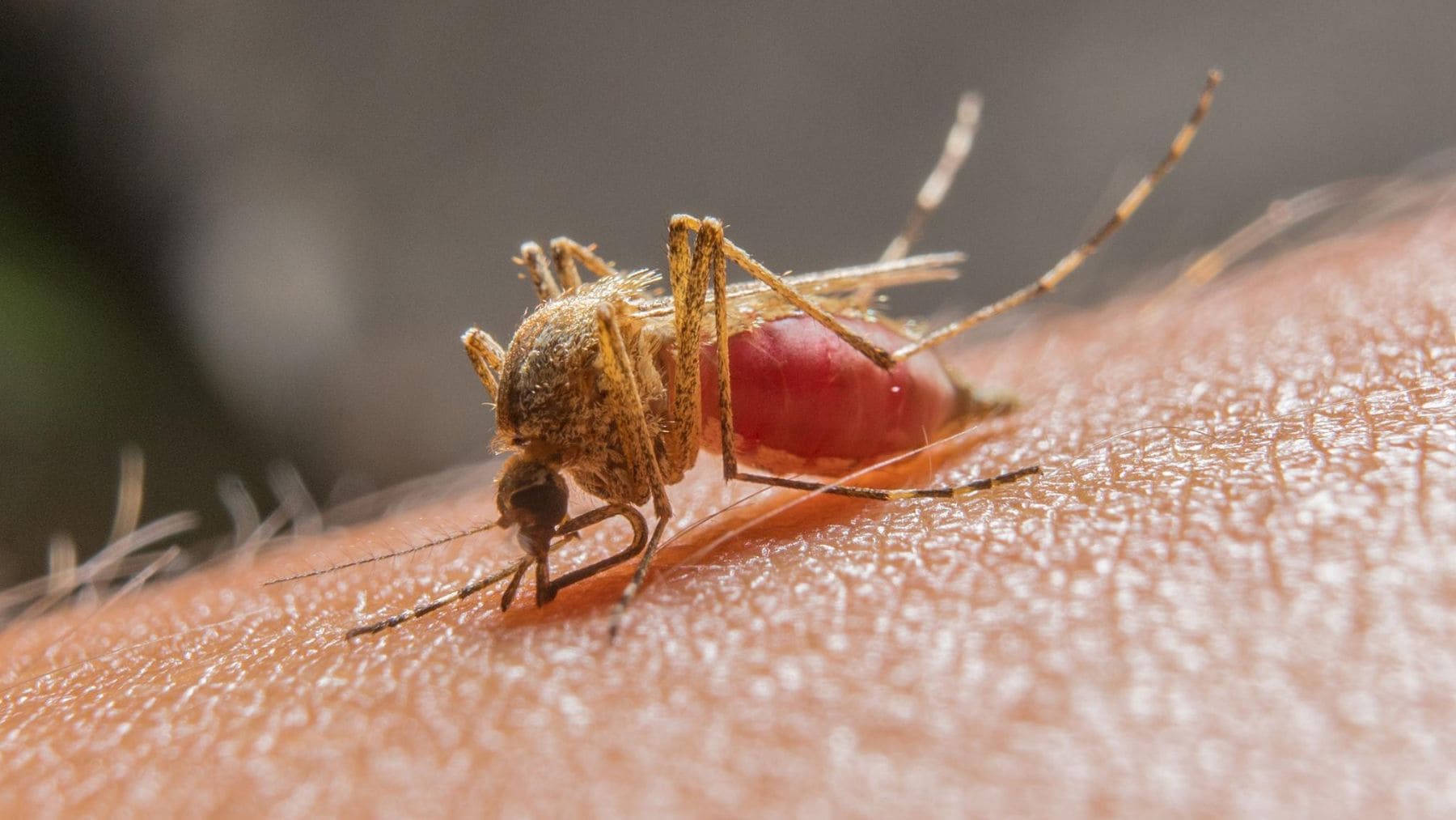 Mosquito alimentándose de sangre humana sobre la piel, clave del estudio que relaciona sudor y picaduras.