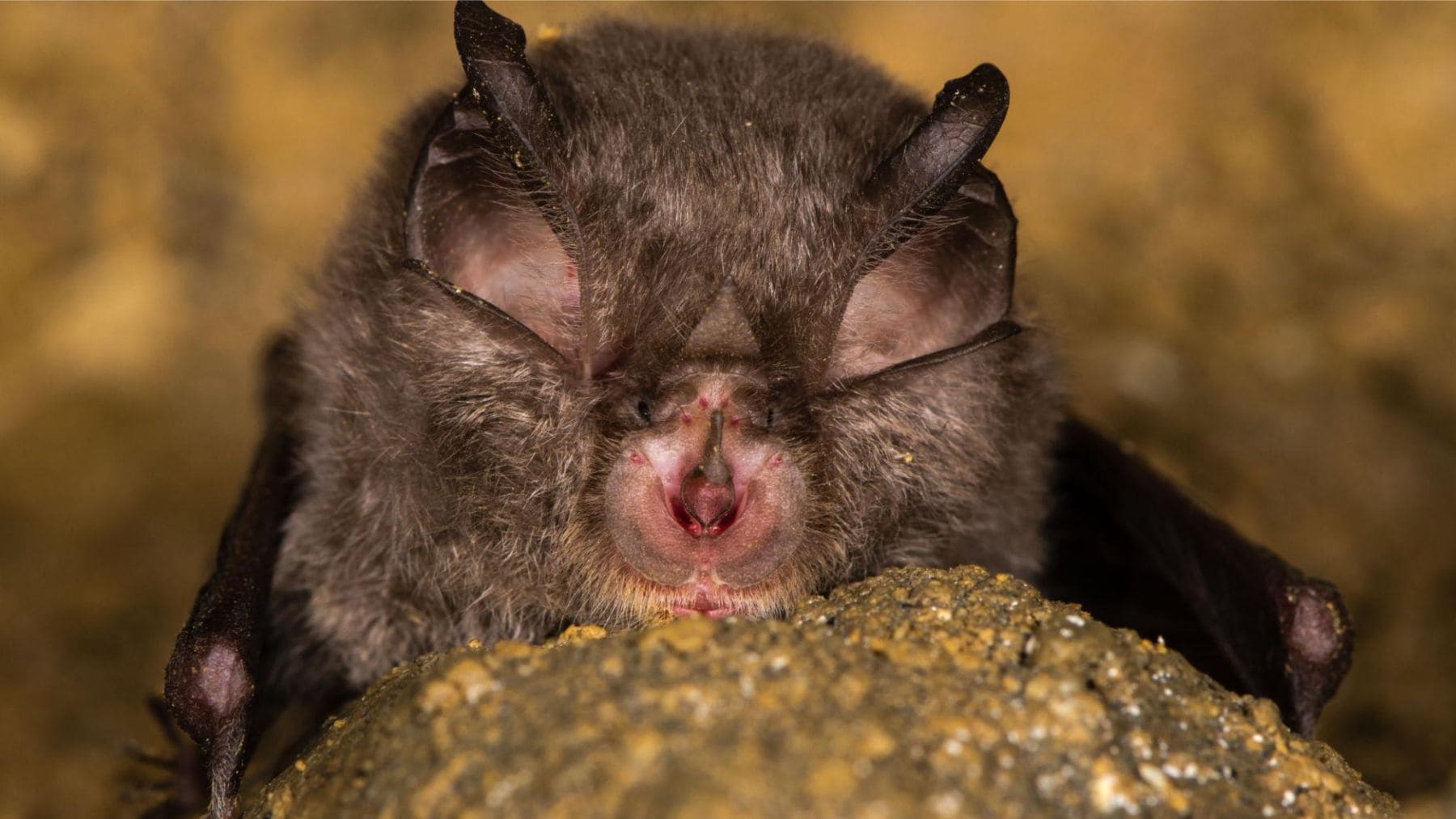 Murciélago de herradura (Rhinolophidae), grupo identificado con alto potencial epidémico según un estudio científico.