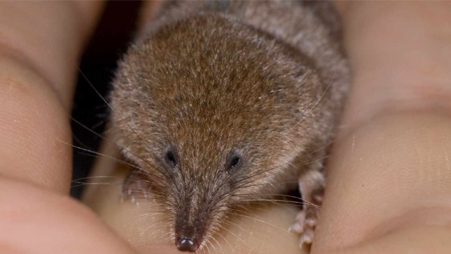 Crocidura stanleyi, nueva especie de musaraña de 3 gramos descubierta en las tierras altas de Etiopía.