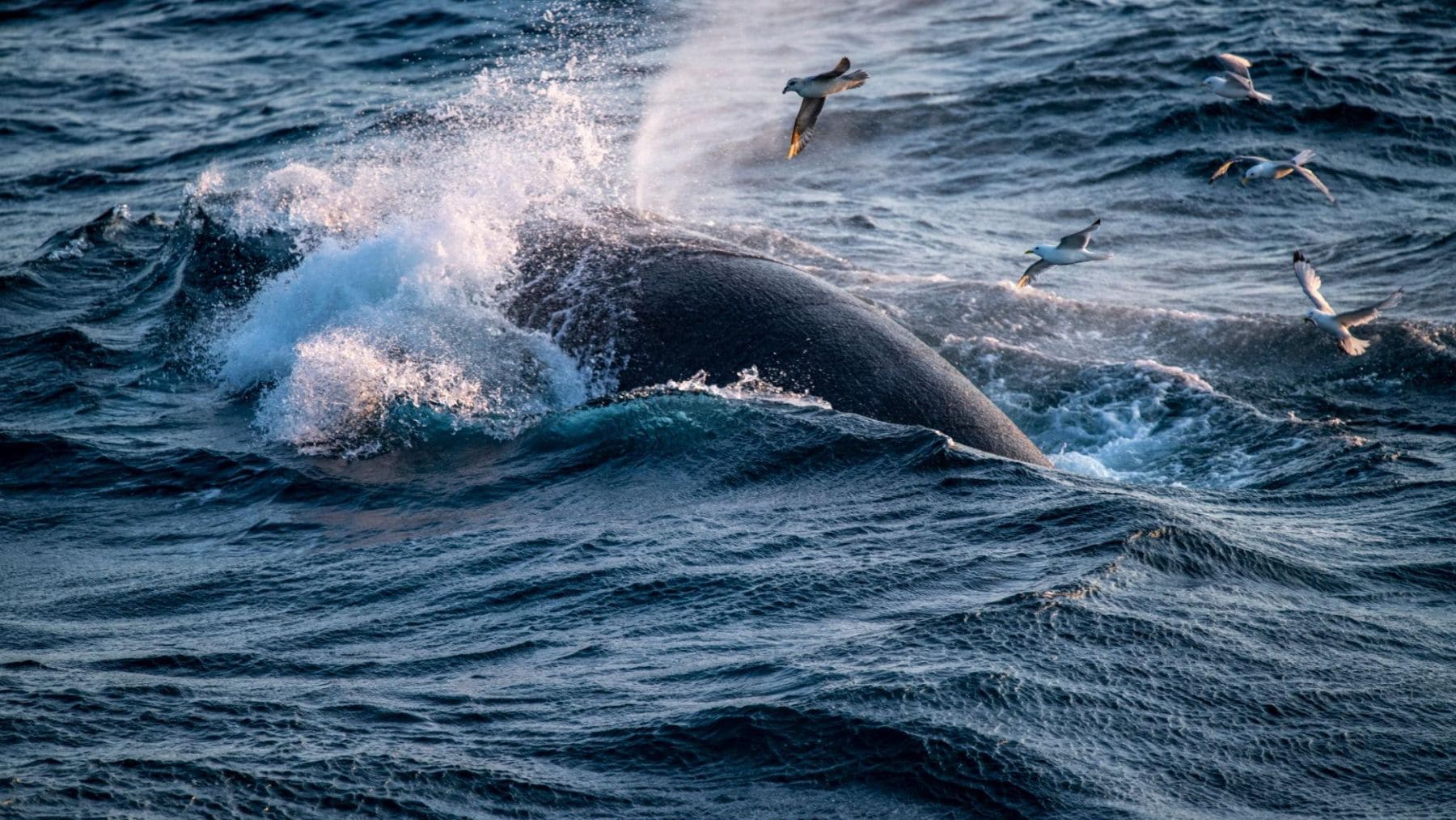 Ballena emergiendo en el mar de Noruega mientras libera nutrientes que fertilizan el fitoplancton.