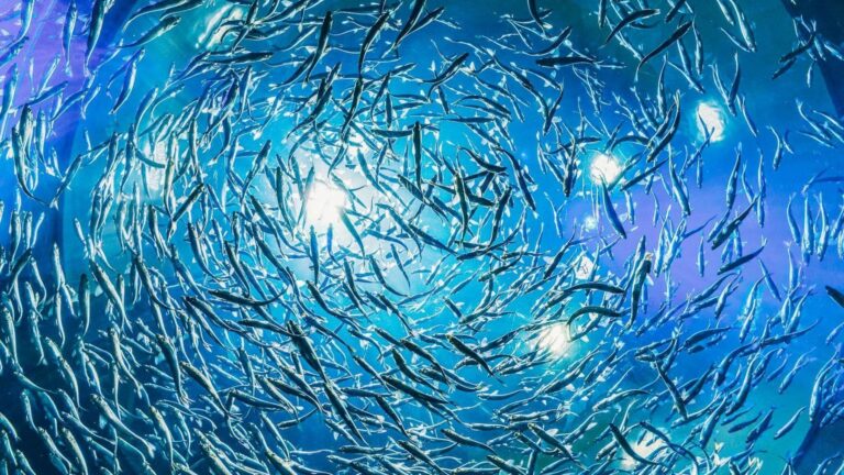 El calentamiento crónico reduce un 20 % anual la biomasa de peces en los océanos