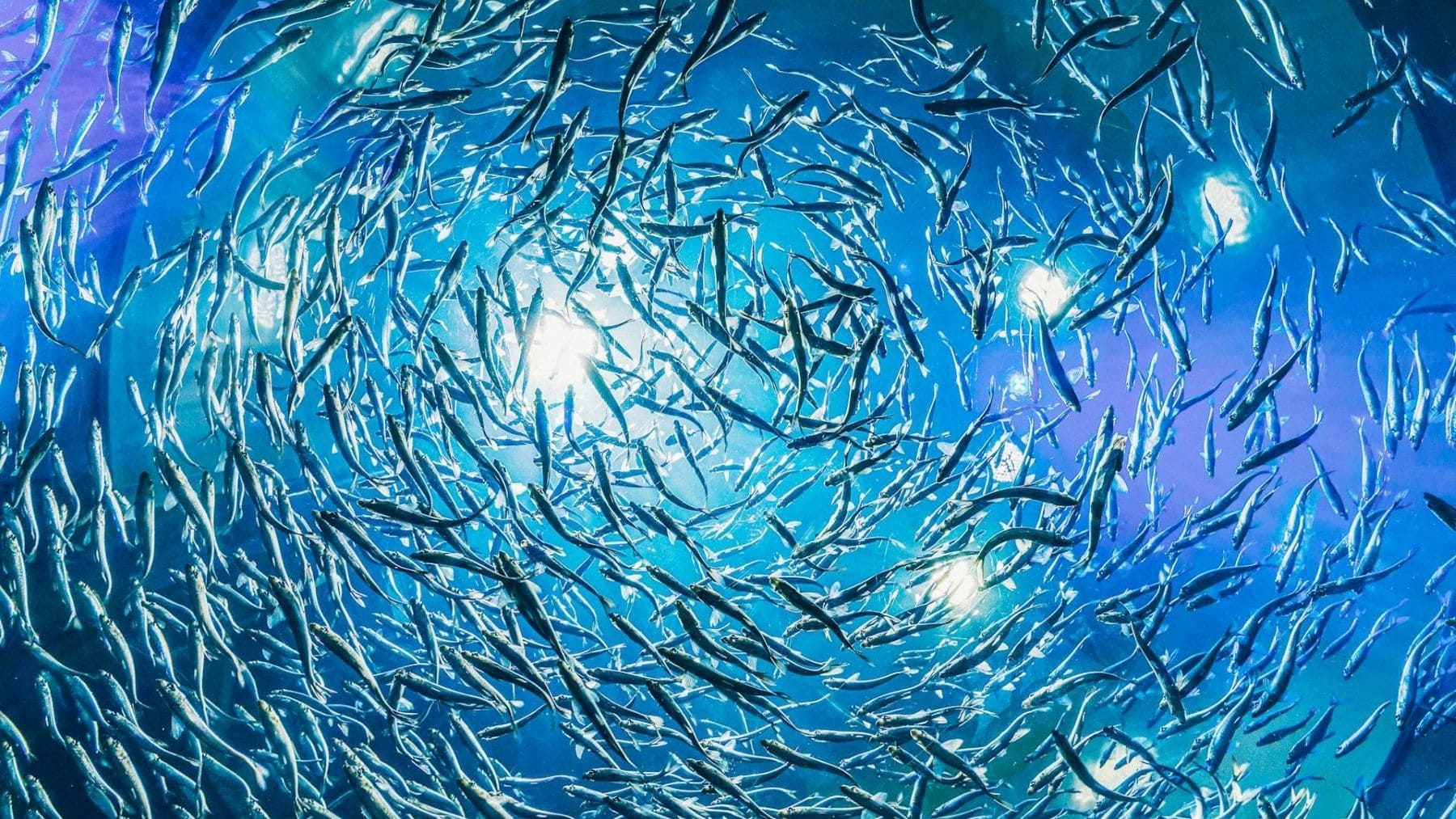 El calentamiento crónico reduce un 20 % anual la biomasa de peces en los océanos