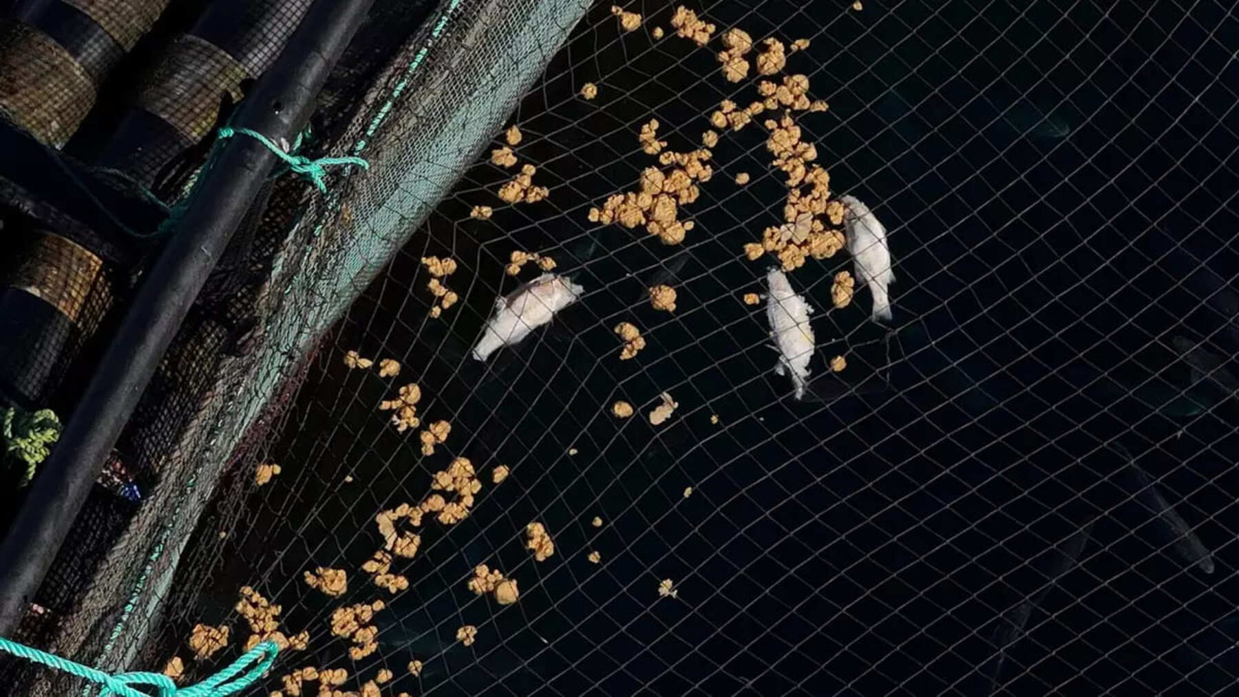 Peces muertos en jaulas de acuicultura de Telde detectados por drones municipales