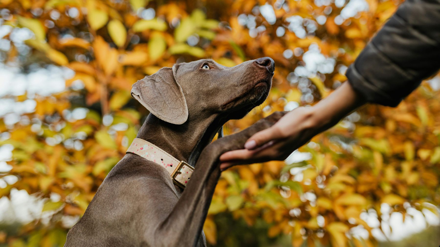 Perro apoyando la pata en la mano de una persona como señal de comunicación y lenguaje corporal canino.