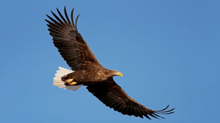 Pigargo europeo en Andalucía volando sobre el embalse de Aracena