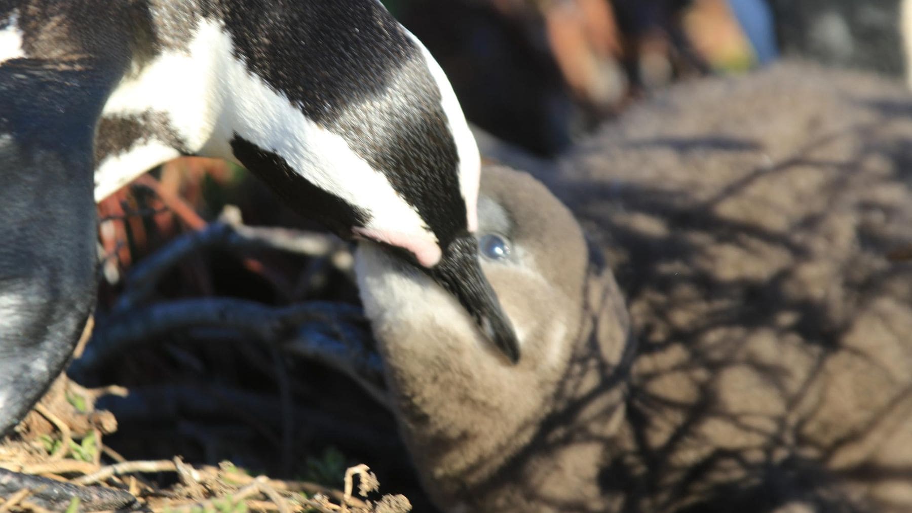 Pingüino africano alimenta a su cría en una colonia de Sudáfrica afectada por la escasez de sardinas.