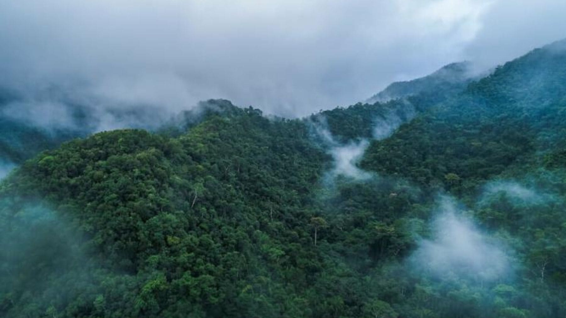 Bosques nubosos de la Reserva de la Biosfera Trifinio Fraternidad en Centroamérica.