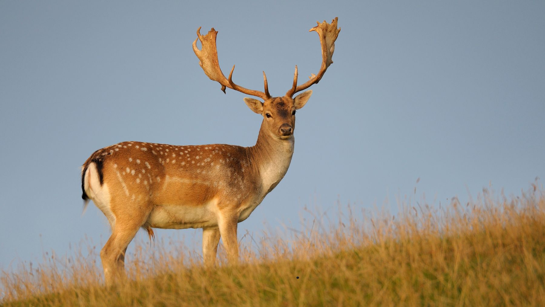 Ciervo macho con astas completamente desarrolladas antes del ciclo anual de caída de la cornamenta.