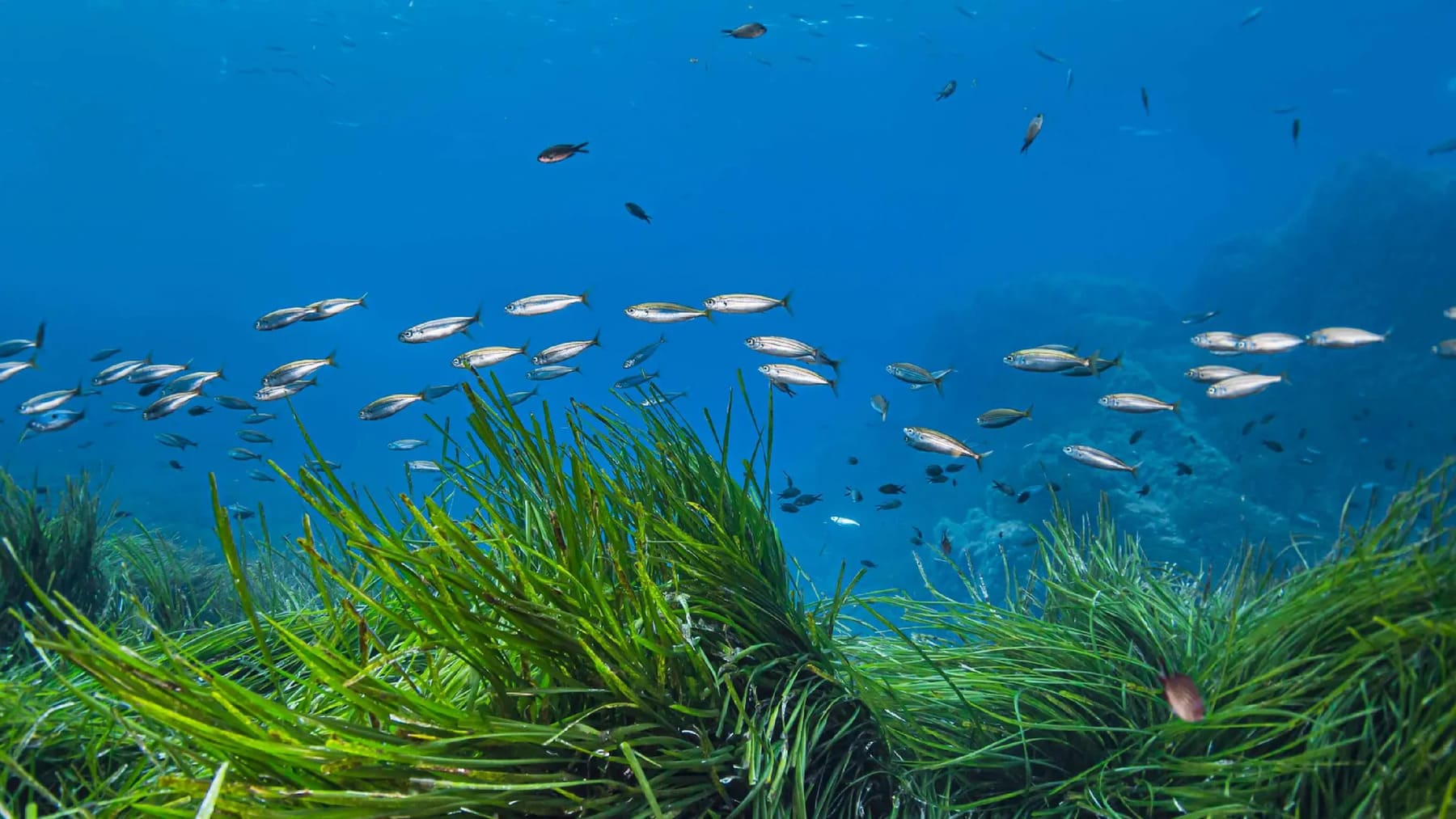 Desarrollan mallas biodegradables para restaurar praderas marinas en España y reforzar el carbono azul