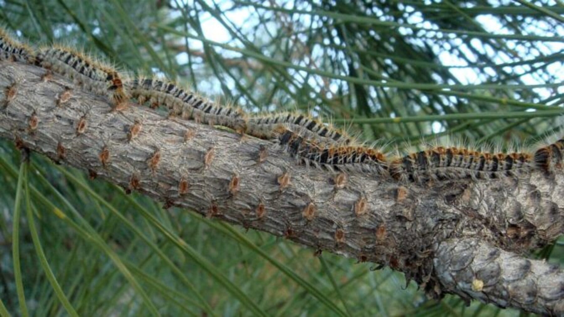Orugas procesionarias formando fila en zona arbolada