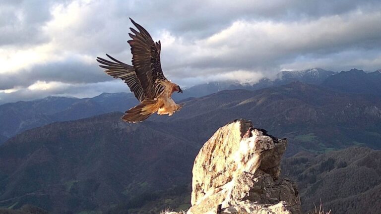 Quebrantahuesos en vuelo en los Picos de Europa, especie en peligro tras el envenenamiento de un ejemplar reintroducido.