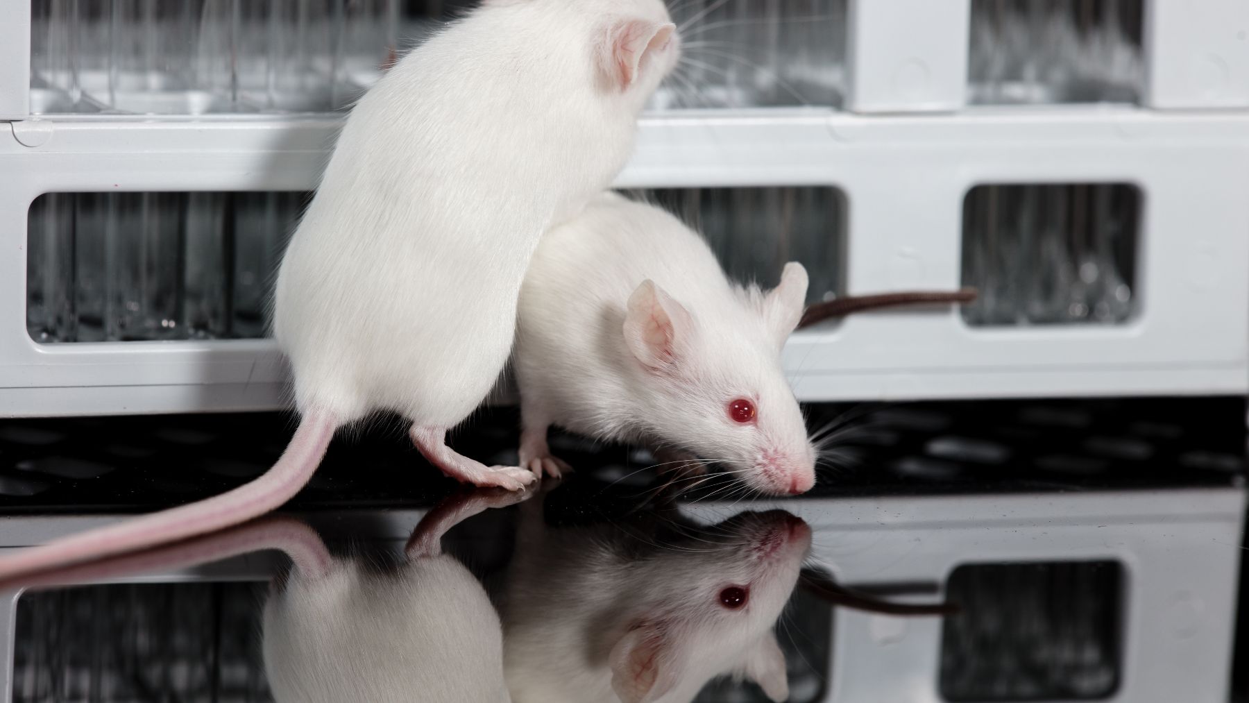 Ratones de laboratorio utilizados en un estudio sobre poliandria y supervivencia de las crías.